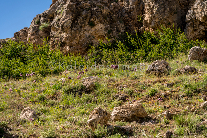 Al Arz;Iris;Iris Cedreti;Kaleidos;Kaleidos images;Lebanon;Middle East;Near East;Proche Orient;Tarek Charara;Flowers;Endemic;Endangered species;Endemic species;Critically endangered;Critically endangered species